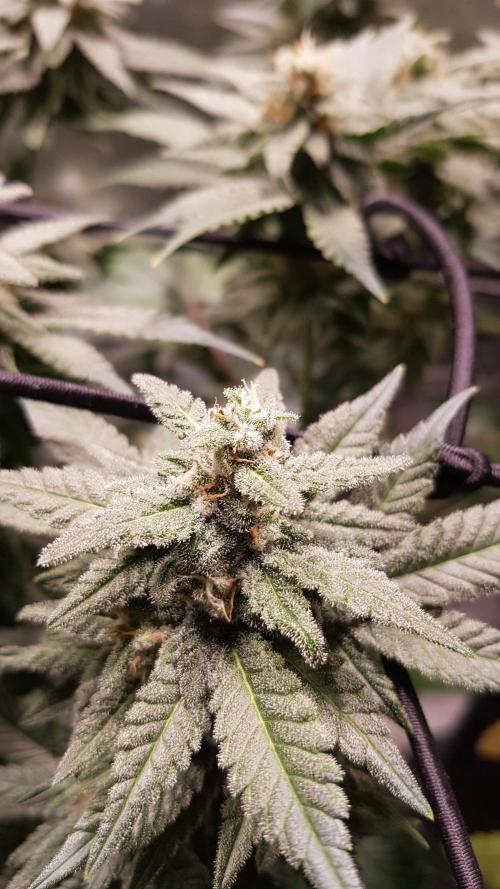 Haze goes Purple. Week 8