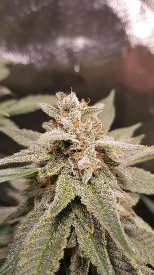 Haze goes Purple. Week 8