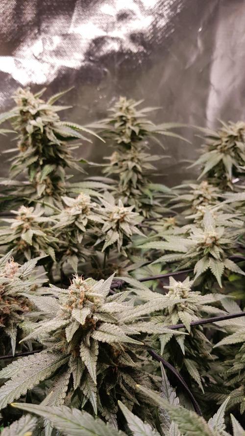 Haze goes Purple. Week 8