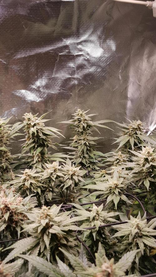 Haze goes Purple. Week 8