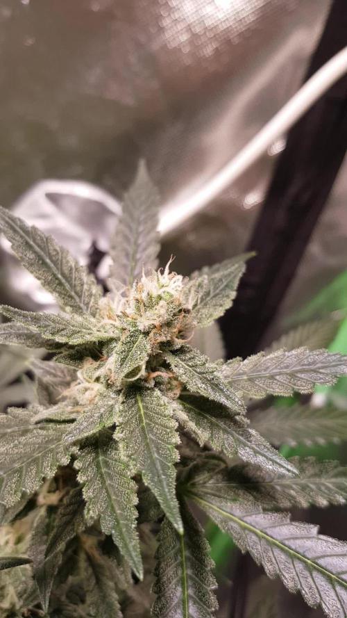 Fruity Cookies