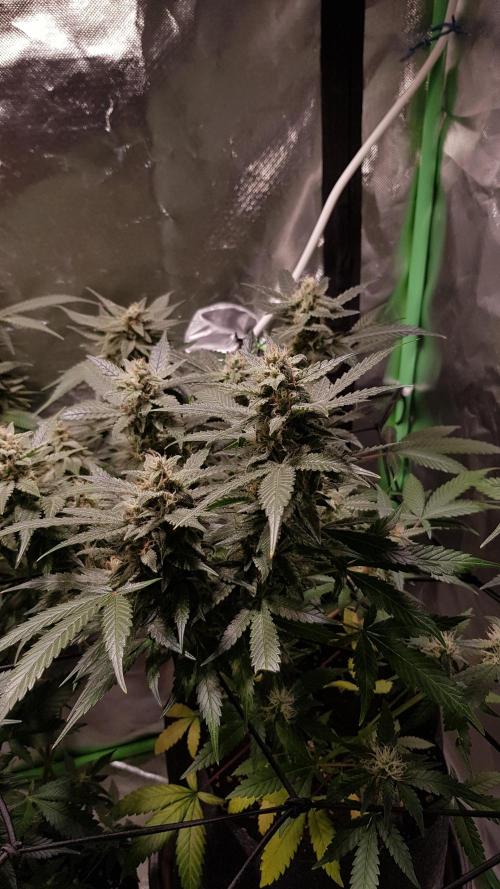 Fruity Cookies. Week 8