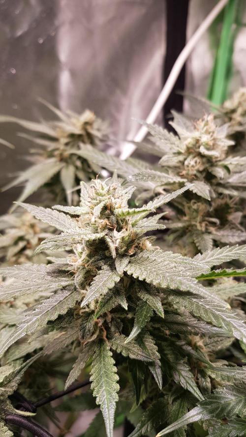 Fruity Cookies. Week 8