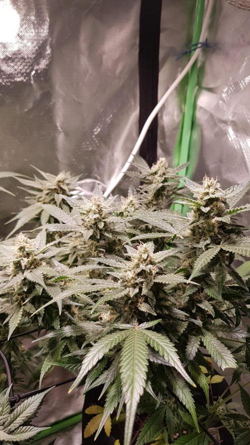 Fruity Cookies. Week 8