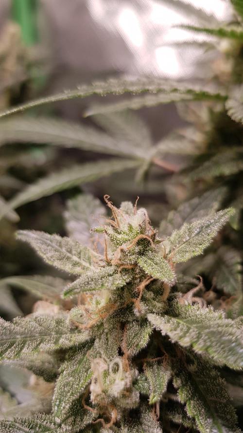 Fruity Cookies. Week 8