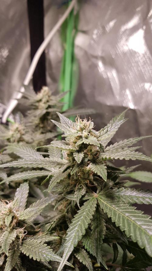 Fruity Cookies. Week 8