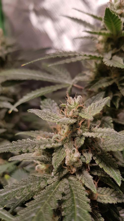 Fruity Cookies. Week 8