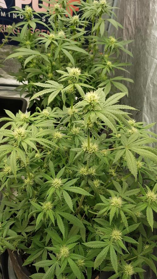 Breeding Special. Week 8