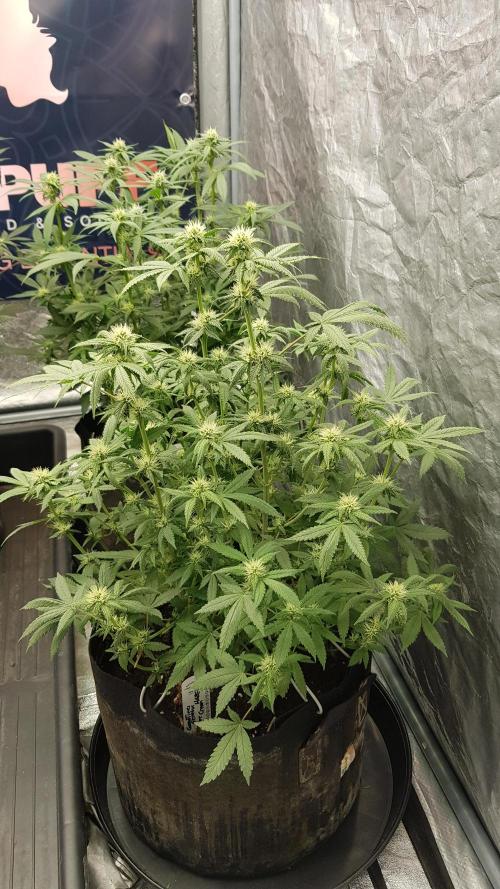 Breeding Special. Week 8