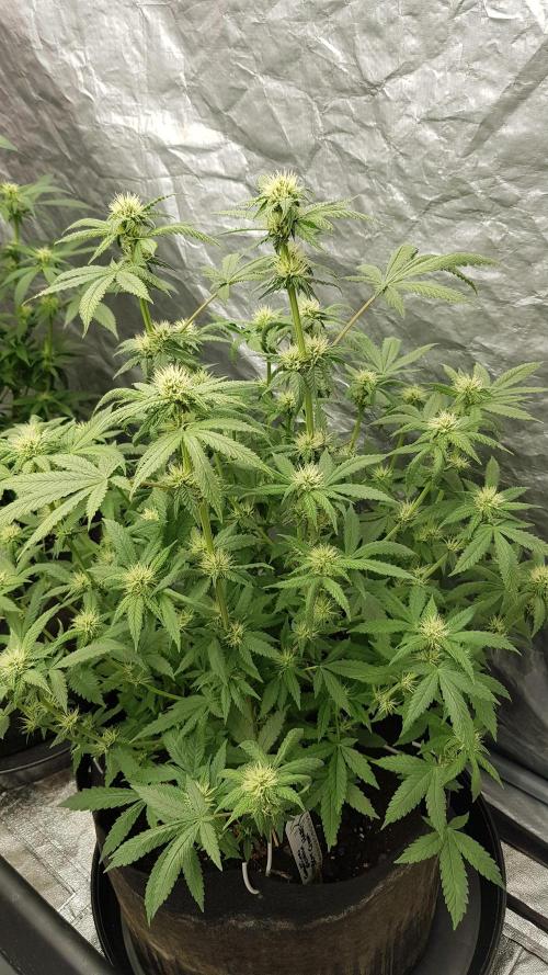 Breeding Special. Week 8