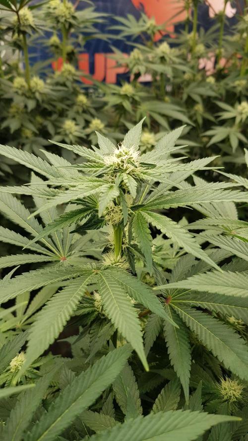 NEW BioBoost Seeds. Week 8