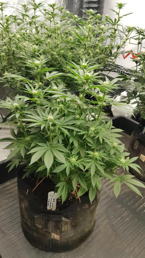 NEW BioBoost Seeds. Week 8