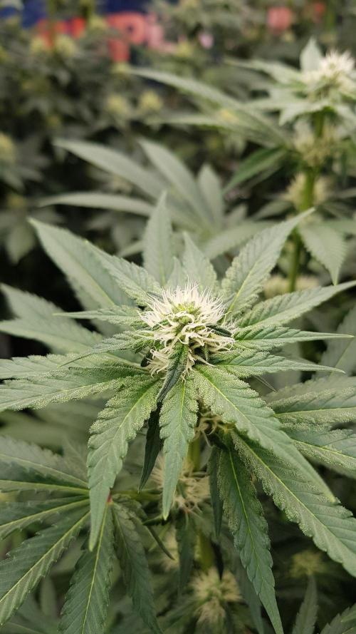 NEW BioBoost Seeds. Week 8