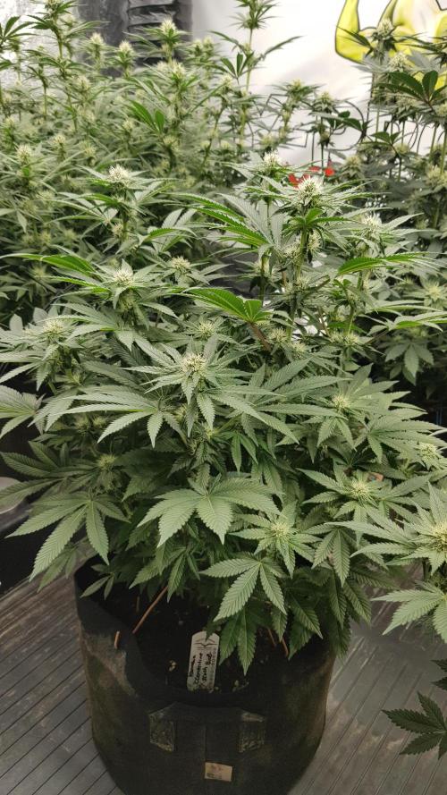 NEW BioBoost Seeds. Week 8