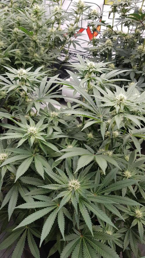NEW BioBoost Seeds. Week 8