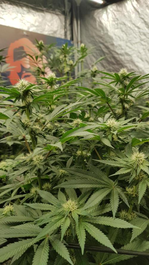 NEW BioBoost Seeds. Week 8