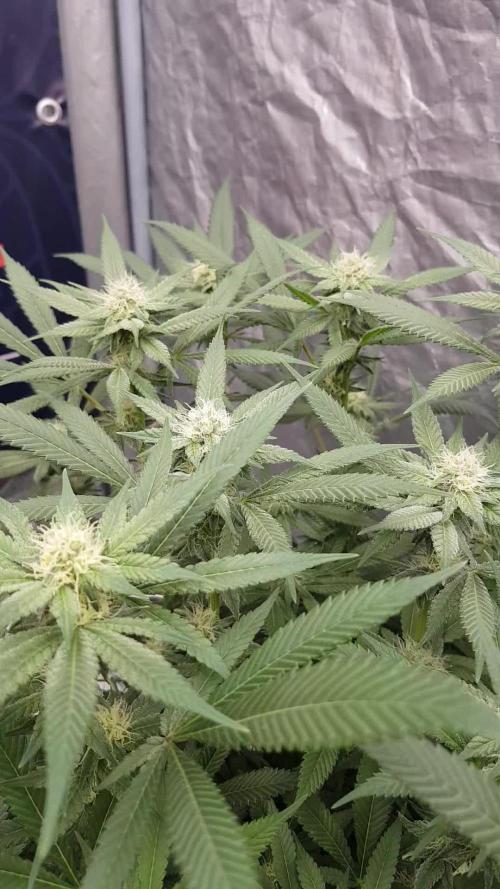 NEW BioBoost Seeds
