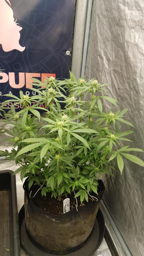 NEW BioBoost Seeds. Week 8