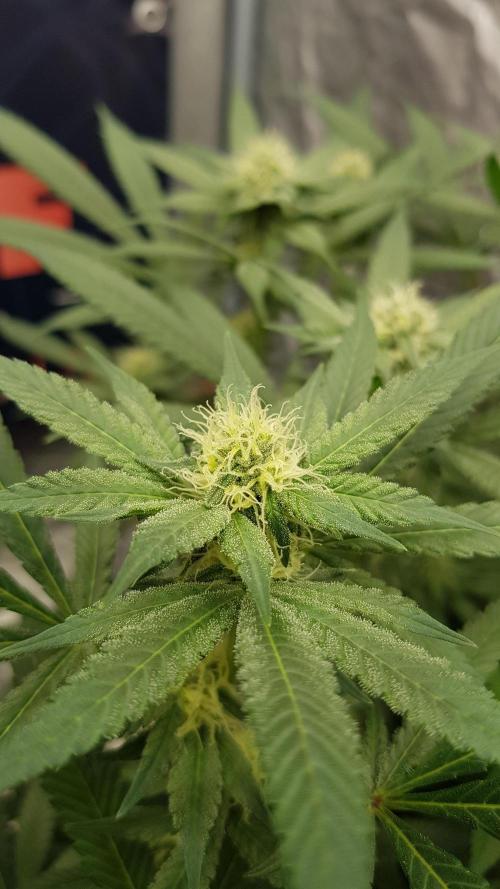 NEW BioBoost Seeds. Week 8