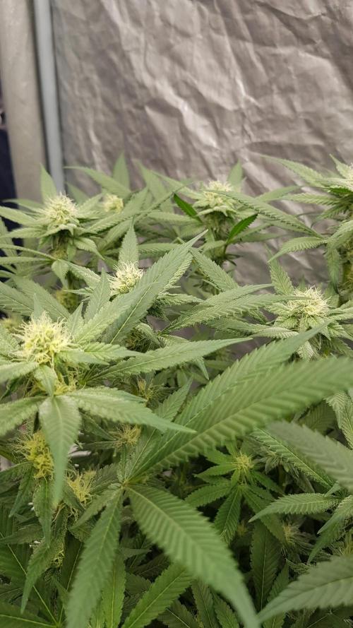NEW BioBoost Seeds. Week 8