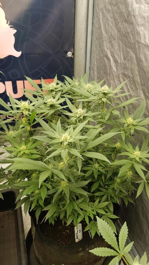 NEW BioBoost Seeds. Week 8