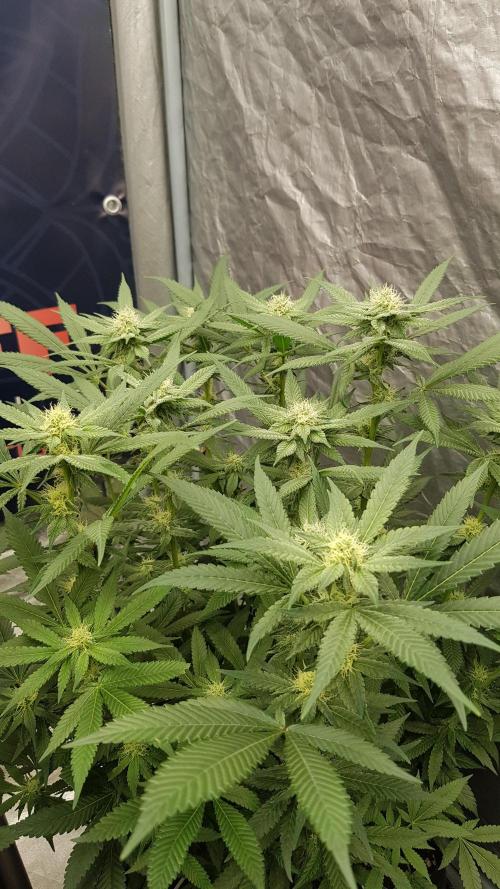 NEW BioBoost Seeds. Week 8