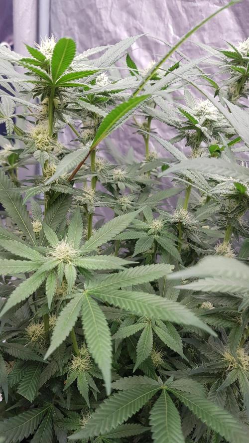 NEW BioBoost Seeds. Week 8
