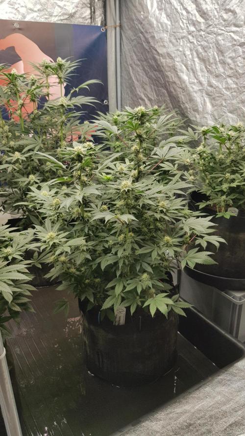 Home Of The Amnesia. Week 8