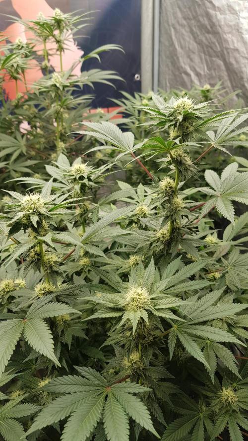 Home Of The Amnesia. Week 8