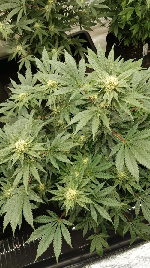 Home Of The Amnesia. Week 8
