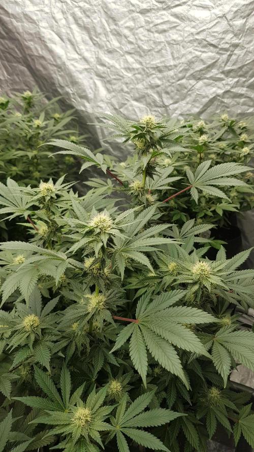 Home Of The Amnesia. Week 8