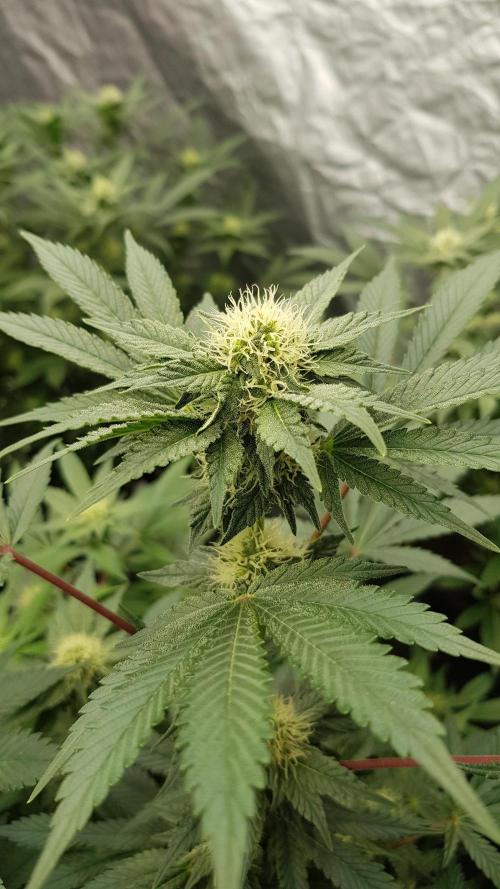Home Of The Amnesia. Week 8