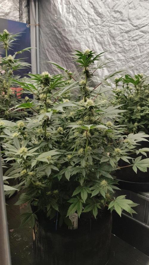 Home Of The Amnesia. Week 8