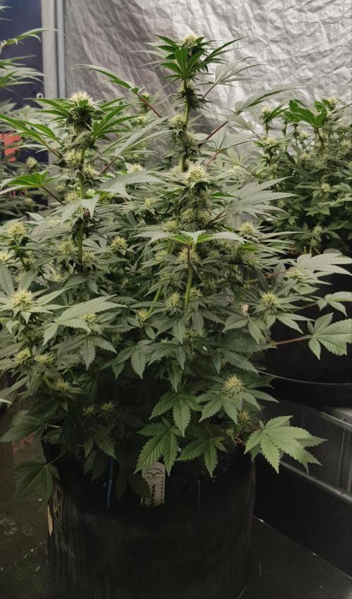 Home Of The Amnesia. Week 8