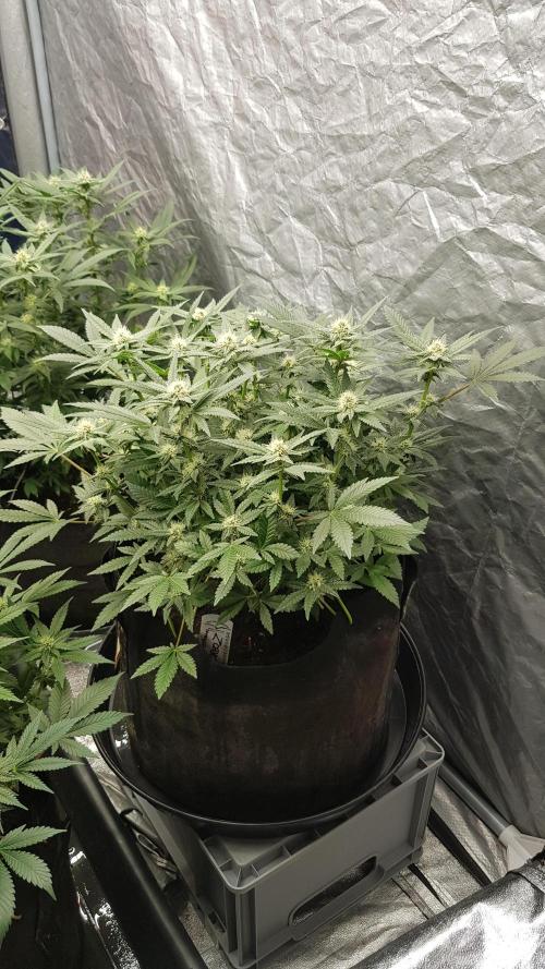 Forbiden Oreo. Week 8