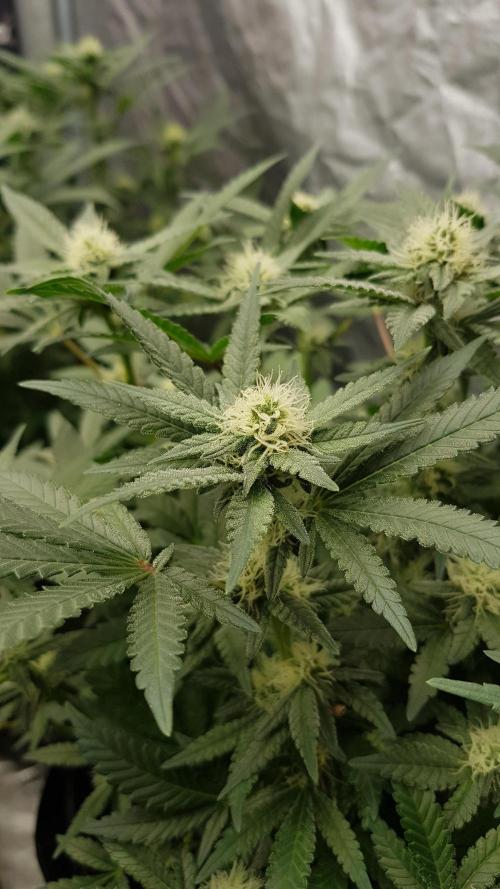 Forbiden Oreo. Week 8