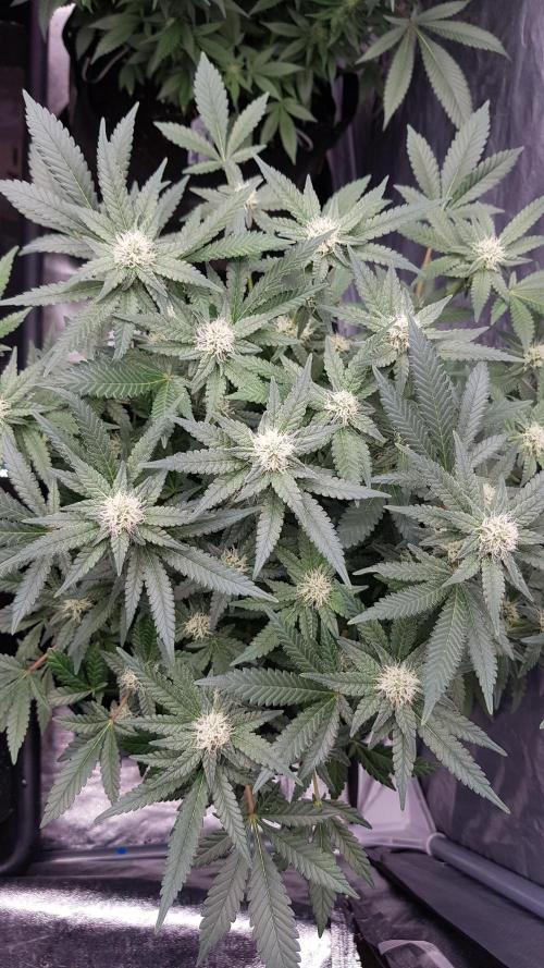 Forbiden Oreo. Week 8