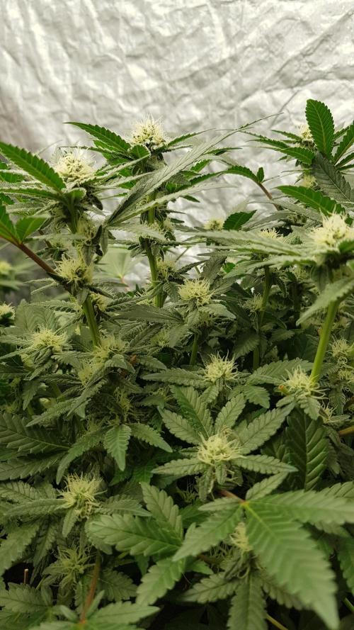 Forbiden Oreo. Week 8