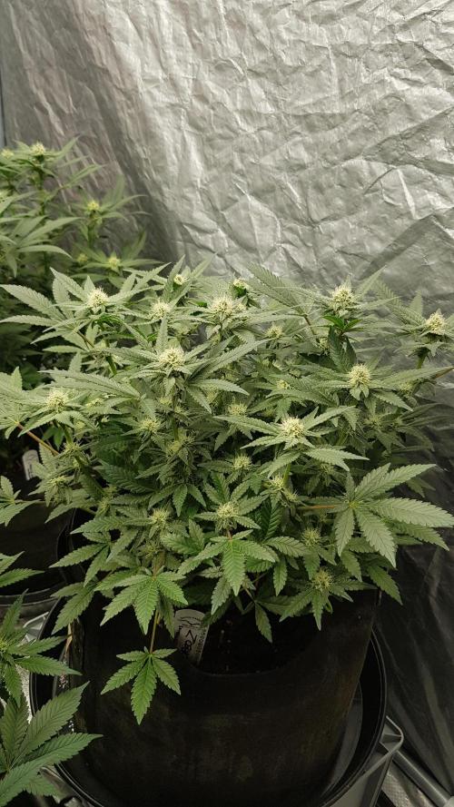Forbiden Oreo. Week 8