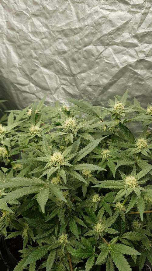 Forbiden Oreo. Week 8