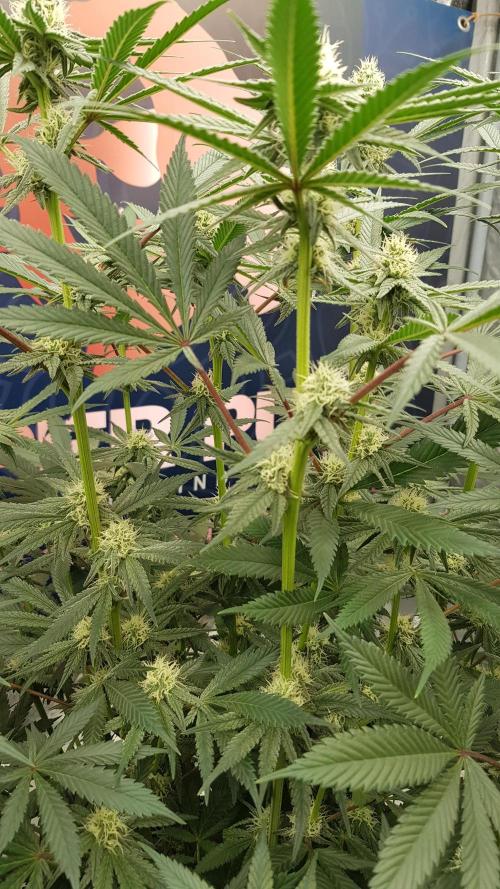 Gelato goes Pink. Week 8