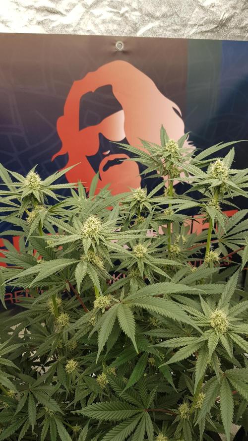 Gelato goes Pink. Week 8