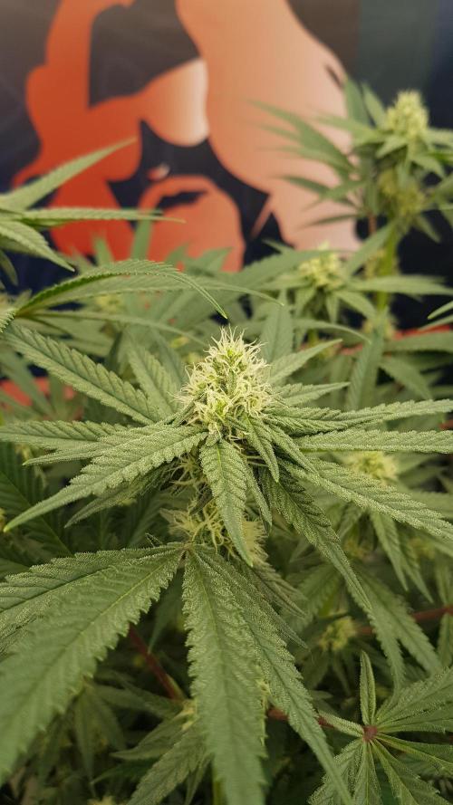 Gelato goes Pink. Week 8