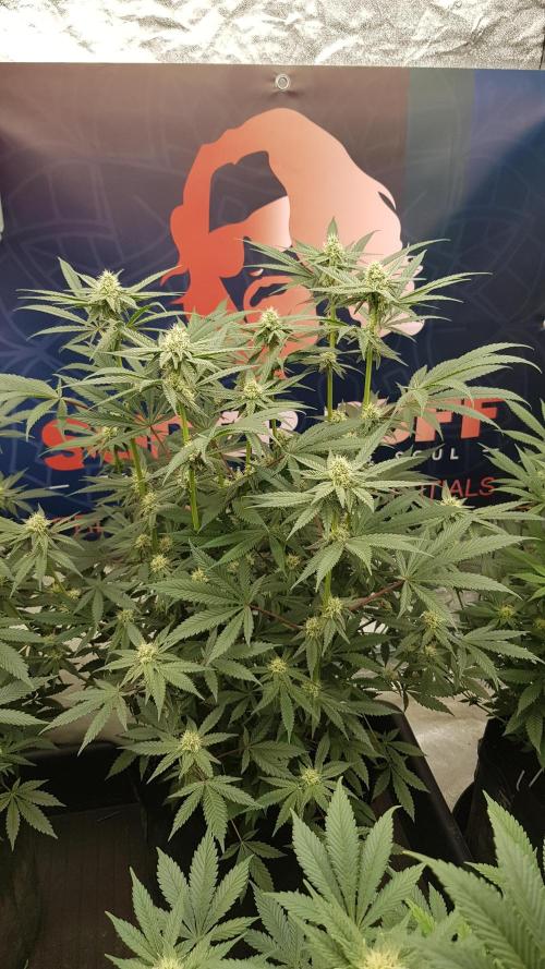 Gelato goes Pink. Week 8