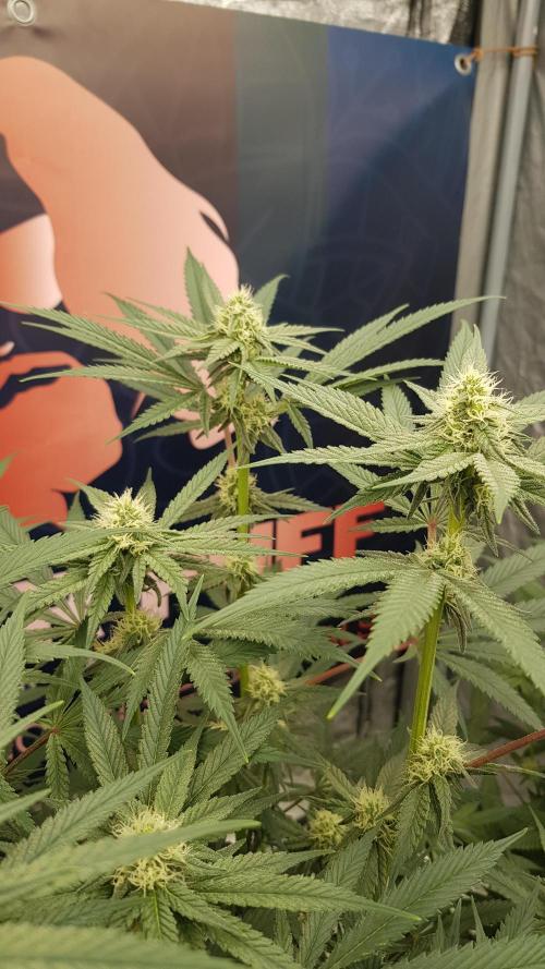Gelato goes Pink. Week 8