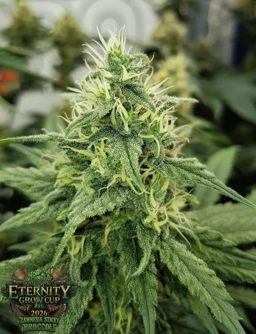 🥦Eternity Grow Cup |GGD. Week 9