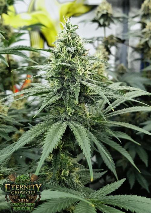 🥦Eternity Grow Cup |GGD. Week 9