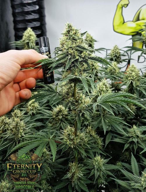 🥦Eternity Grow Cup |GGD. Week 9