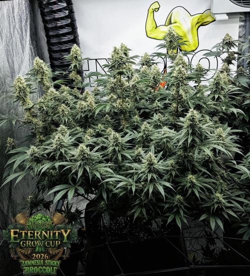 🥦Eternity Grow Cup |GGD. Week 9