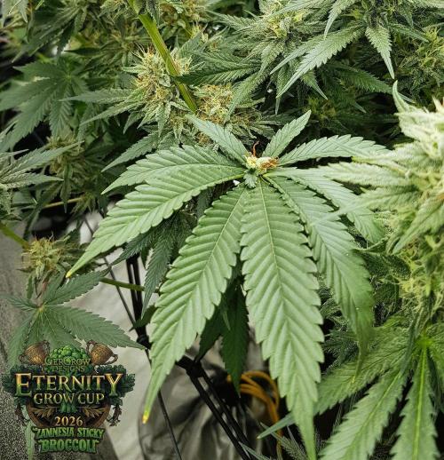 🥦Eternity Grow Cup |GGD. Week 9
